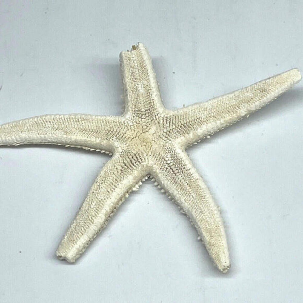 Natural Dried Starfish‎ Multicolor Nautical Decor LOT of 6 Pieces - Picture 8 of 8